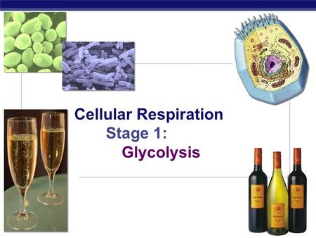 AP Biology 2007-2008 Cellular Respiration Stage 1: Glycolysis.