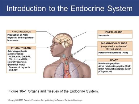 Copyright © 2009 Pearson Education, Inc., publishing as Pearson Benjamin Cummings Introduction to the Endocrine System Figure 18–1 Organs and Tissues of.