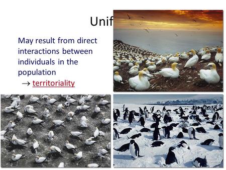 Uniform Clumped patterns May result from direct interactions between individuals in the population  territoriality.