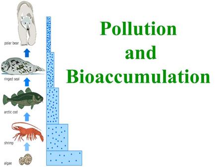 Pollution and Bioaccumulation.