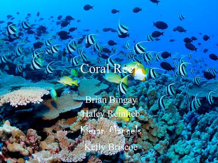 Coral Reef Brian Bingay Haley Reinlieb Kieran Mangels Kelly Briscoe.