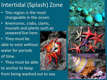 Intertidal (Splash) Zone