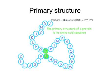 Primary structure. Proteins Proteins contain Carbon (C), Hydrogen (H), Oxygen, Nitrogen (N) and sometimes Sulphur (S) The monomer units of proteins are.