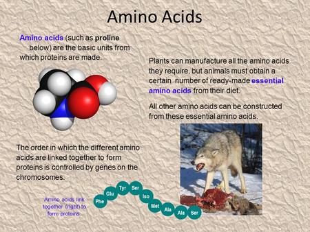 Amino acids link together (right) to form proteins.
