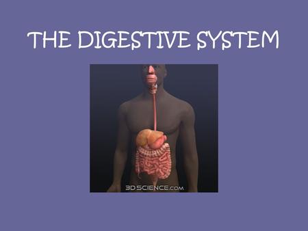 THE DIGESTIVE SYSTEM. MAIN ROLES OF THE DIGESTIVE SYSTEM: 1.To breakdown nutrients 2.To absorb nutrients This is necessary for growth and maintenance.