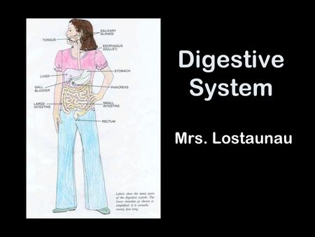 Digestive System Mrs. Lostaunau. Mouth Chews food for swallowing Adds saliva to break down carbohydrates We can only taste liquids.