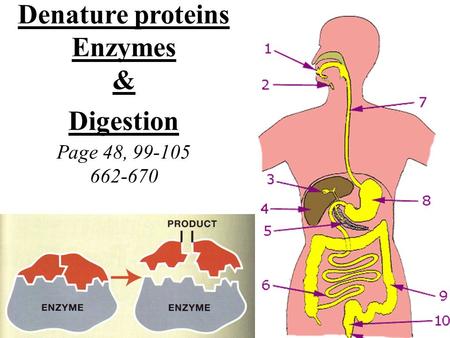 Denature proteins Enzymes & Digestion Page 48, 99-105 662-670.