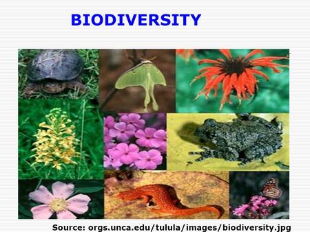 BIODIVERSITY Source: orgs.unca.edu/tulula/images/biodiversity.jpg.