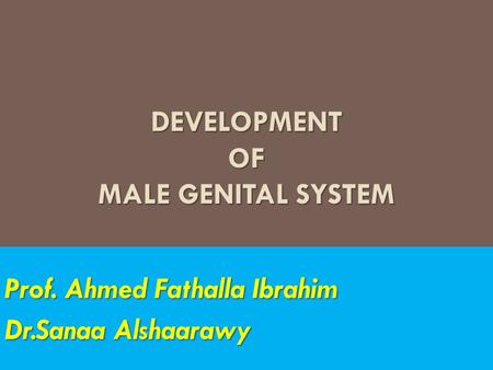 Development of male genital system
