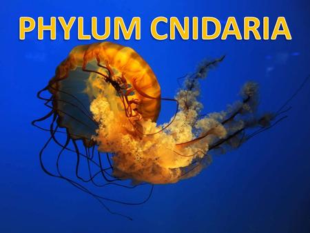 CNIDARIA Kingdom: Animalia Phylum: Cnidaria or Coelenterata Cnidarians are the oldest existing animals that have specialized tissues.