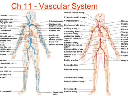Ch 11 - Vascular System.