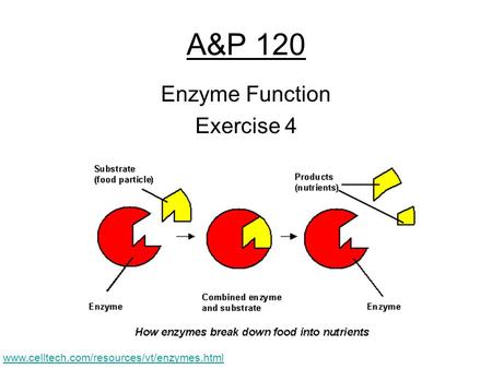 A&P 120 Enzyme Function Exercise 4 www.celltech.com/resources/vt/enzymes.html.