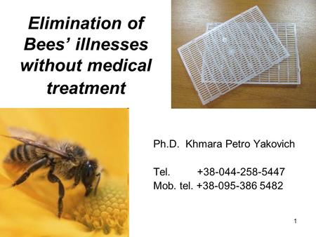 1 Elimination of Bees’ illnesses without medical treatment Ph.D. Khmara Petro Yakovich Tel. +38-044-258-5447 Mob. tel. +38-095-386 5482.