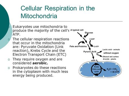 Cellular Respiration in the Mitochondria  Eukaryotes use mitochondria to produce the majority of the cell's ATP.  The cellular respiration reactions.