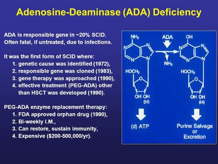 Adenosine-Deaminase (ADA) Deficiency ADA is responsible gene in ~20% SCID. Often fatal, if untreated, due to infections. It was the first form of SCID.