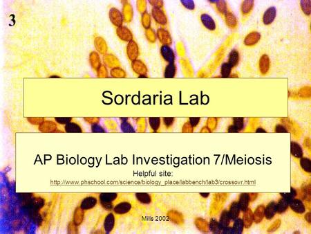 Mills 2002 Sordaria Lab AP Biology Lab Investigation 7/Meiosis Helpful site:
