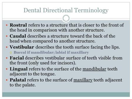 Dental Directional Terminology Rostral refers to a structure that is closer to the front of the head in comparison with another structure. Caudal describes.