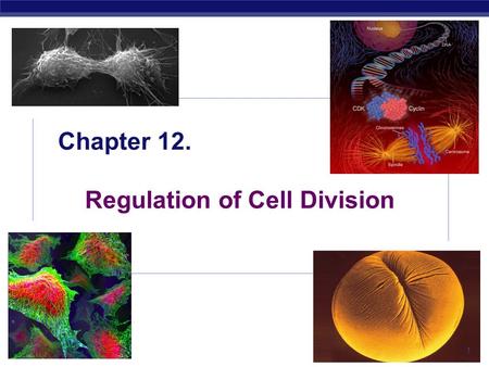 AP Biology 2005-2006 Chapter 12. Regulation of Cell Division 1.
