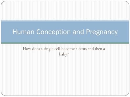 Human Conception and Pregnancy