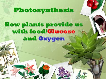 Photosynthesis How plants provide us with food/Glucose and Oxygen Photosynthesis How plants provide us with food/Glucose and Oxygen.