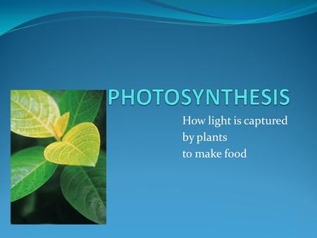 How light is captured by plants to make food