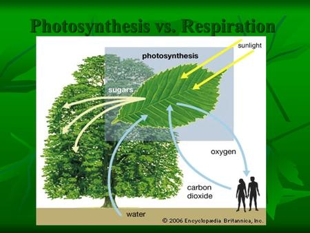 Photosynthesis vs. Respiration. Where Does Energy Come From? Energy is stored in food!!! Energy is stored in food!!! ONLY Plants are autotrophs—they make.