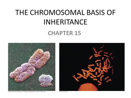 THE CHROMOSOMAL BASIS OF INHERITANCE CHAPTER 15. Warm up 1.What is the probability of the following? a.) Aabb X AaBb -> Aabb b.) AaBB X AaBb -> aaBB c.)