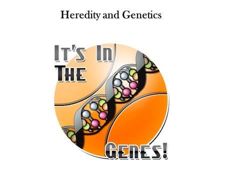 Heredity and Genetics. Every person inherits traits such as hair and eye color as well as the shape of their earlobes from their parents. Inherited traits.