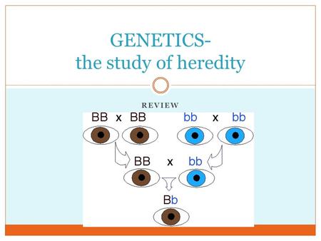 REVIEW GENETICS- the study of heredity. Inheritance Traits are specific characteristics inherited from parents Genes are the factors that determine traits.