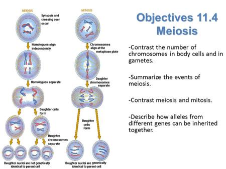 Objectives 11.4 Meiosis -Contrast the number of chromosomes in body cells and in gametes. -Summarize the events of meiosis. -Contrast meiosis and mitosis.