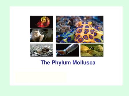 Unsegmented soft body Mollusks have 3 main parts -visceral mass, modified foot, & mantle Mollusks have a visceral mass (contains the organs) Mollusks.