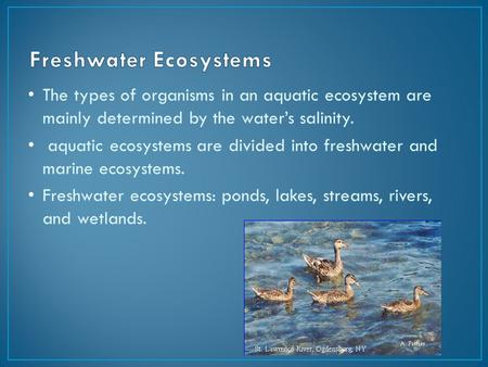 The types of organisms in an aquatic ecosystem are mainly determined by the water’s salinity. aquatic ecosystems are divided into freshwater and marine.