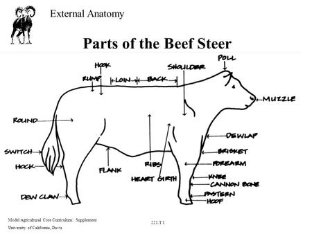 External Anatomy Model Agricultural Core Curriculum: Supplement University of California, Davis 221.T 1 Parts of the Beef Steer.