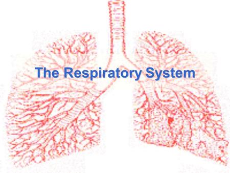 The Respiratory System. Function of the respiratory system To provide a constant supply of oxygen to keep your body cells functioning To remove carbon.