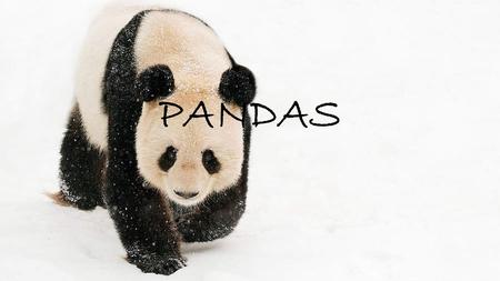PANDAS. The animals I describe are pandas. They are very interesting animals. They live alone in bamboo forest in China.