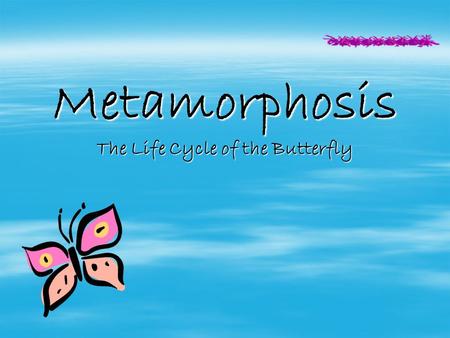Metamorphosis The Life Cycle of the Butterfly From Egg to Butterfly.