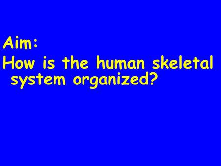 Aim: How is the human skeletal system organized?.
