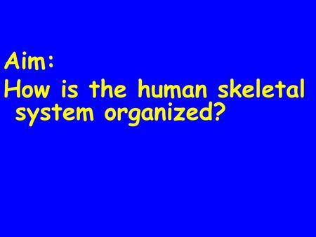 Aim: How is the human skeletal system organized?