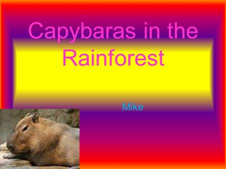 Capybaras in the Rainforest Mike. Introduction The Rainforest is very important to us. Rainforest s are located near the equator. They need water, heat.