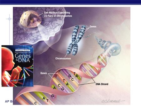 AP Biology A A A A T C G C G T G C T Macromolecules: Nucleic Acids  Examples:  RNA (ribonucleic acid)  single helix  DNA (deoxyribonucleic acid)