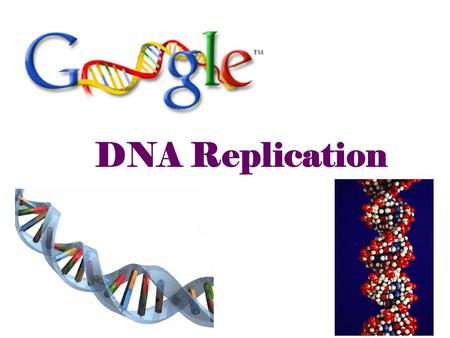 2007-2008 DNA Replication Double helix structure of DNA “It has not escaped our notice that the specific pairing we have postulated immediately suggests.