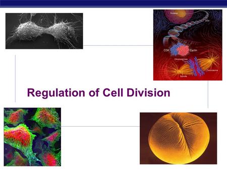 Regulation of Cell Division
