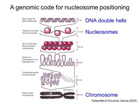 A genomic code for nucleosome positioning DNA double helix Nucleosomes Chromosome Felsenfeld & Groudine, Nature (2003)