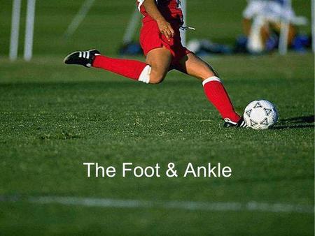 The Foot & Ankle. 1/4/20162 Bony Anatomy of the Foot.