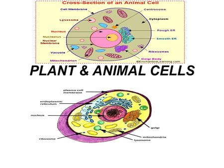 PLANT & ANIMAL CELLS. THE CELL THEORY All living things are composed of cells Cells are the basic unit of structure and function in living organisms.