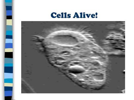 Cells Alive!. Cell History 1. The invention of microscope led to the study of cells 2. Notable Scientists a. Robert Hooke: 1 st to describe the cell b.