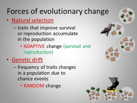 Evolutionary Change is Random - ppt video online download