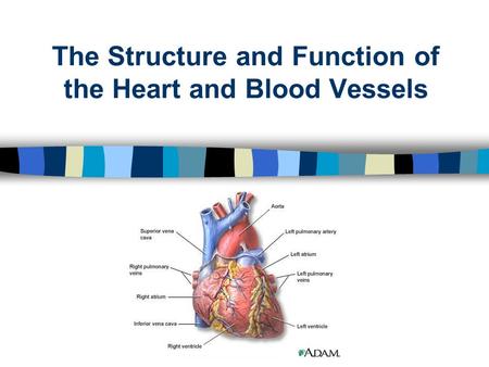 The Structure and Function of the Heart and Blood Vessels