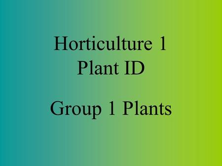 Horticulture 1 Plant ID Group 1 Plants. Spider Plant Foliage houseplant Long, slender leaves coming from the central plant. Weeping nature makes it a.