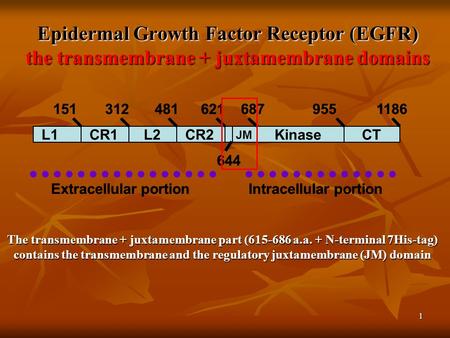 1 Epidermal Growth Factor Receptor (EGFR) the transmembrane + juxtamembrane domains L1CR1L2CR2 JM KinaseCT 644 1513124816216879551186 Extracellular portionIntracellular.
